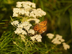 Heteronympha merope