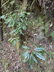 Daphniphyllum himalaense