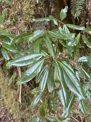 Daphniphyllum himalaense