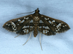 Ischnurges illustralis