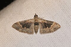 Mnesiloba eupitheciata