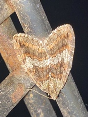 Hydriomena nubilofasciata