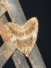 Hydriomena nubilofasciata
