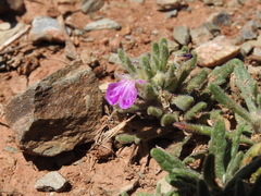 Ajuga iva