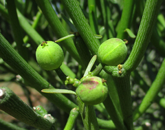 Euphorbia tirucalli