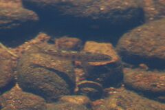 Salmo salar