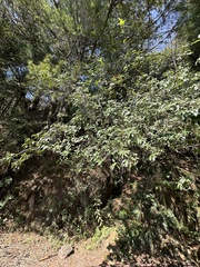 Photinia niitakayamensis