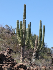 Pachycereus pringlei