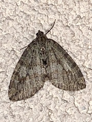 Hydriomena nubilofasciata