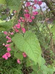 Antigonon leptopus