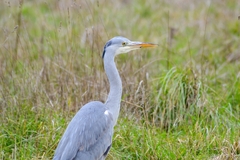 Ardea cinerea