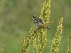 Anthus trivialis