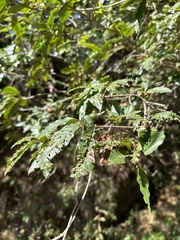 Photinia niitakayamensis