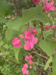 Antigonon leptopus