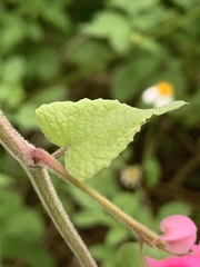 Antigonon leptopus