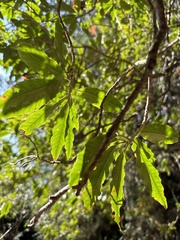 Photinia niitakayamensis