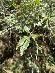 Photinia niitakayamensis