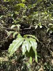 Photinia niitakayamensis