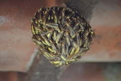Apoica