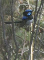 Malurus cyaneus