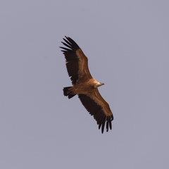 Gyps fulvus