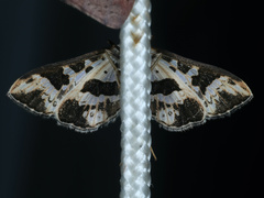 Ischnurges illustralis