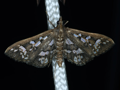 Ischnurges illustralis