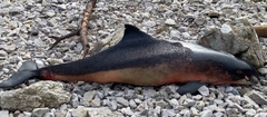 Delphinoidea