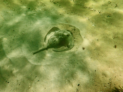 Trygonoptera imitata