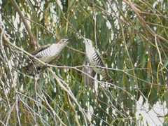 Chrysococcyx lucidus lucidus