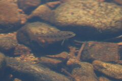 Salmo salar
