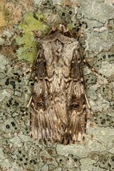 Agrotis puta