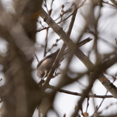 Aegithalos caudatus