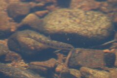 Salmo salar