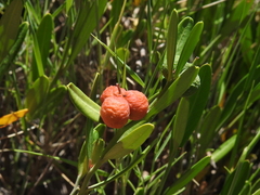 Cneorum tricoccon