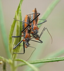 Gminatus australis