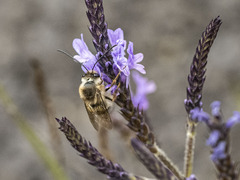 Eucera gracilipes