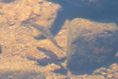 Salmo salar