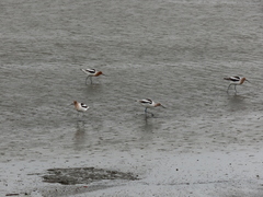 Recurvirostra americana