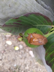 Tessaratoma papillosa