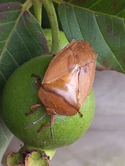 Tessaratoma papillosa