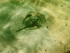 Trygonoptera imitata