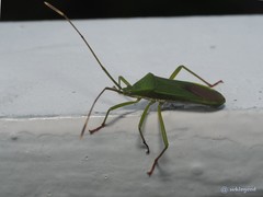 Homoeocerus graminis