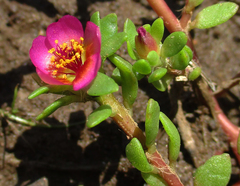 Portulaca amilis image