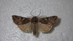 Lasionycta proxima