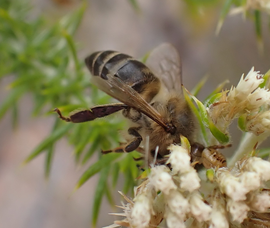 Cape Honey Bee From Paardepoort East, South Cape Dc, South Africa On 