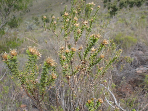 Image of Oedera squarrosa by (c) Nicola van Berkel, some rights reserved (CC BY-SA)
