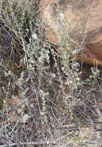 Image of Wahlenbergia rubens by (c) Nicola van Berkel, some rights reserved (CC BY-SA)
