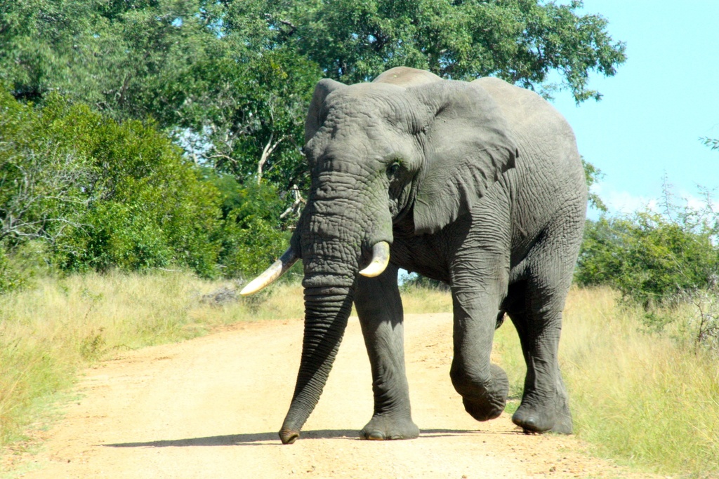 Savannah Elephant (Megafauna Parks (W Palearctic)) · iNaturalist