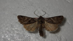 Lasionycta proxima